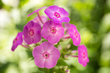 Phlox flower close up view. Phlox paniculata on a sunny summers day in garden with more phlox out of focus in the background.