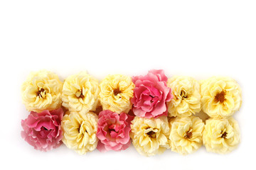 Flowers composition isolated on white background.