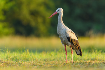 Fototapeta premium On the meadow/White Stork