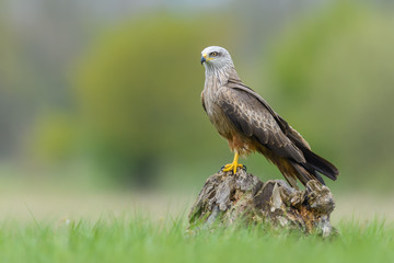 On the meadow/Black Kite