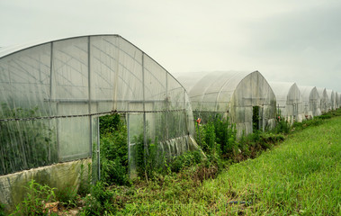 Rain in the material greenhouse