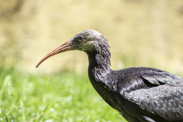 Vogel mit langem Schnabel und schwarzem Gefieder