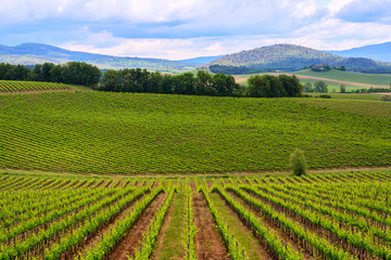 Fototapeta na wymiar Chianti vineyard landscape in Tuscany