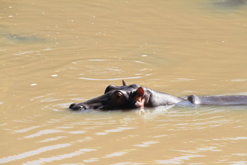 Fototapeta premium かば