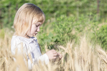 lonely little girl tearing off wheat spikelets in field in summer