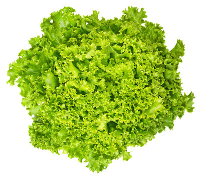 Lollo Bianco lettuce from above on white background. Lollo Bionda, summer crisp variety of Lactuca sativa. Loose-leaf lettuce. Green salad head with frilly leafs and wavy leaf margin. Closeup photo.