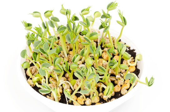 Young lupin bean plants in white plastic tray over white. Seedlings from lupini bean kernels in potting compost. Green sprouts and leafs of yellow speckled legume seeds. Lupinus mutabilis. Macro photo