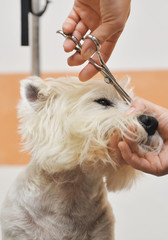 Grooming dog of West Highland White Terrier