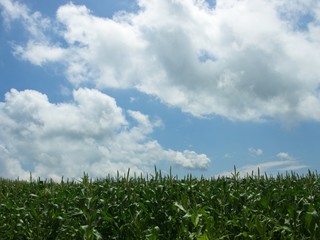 野菜畑　トウモロコシ