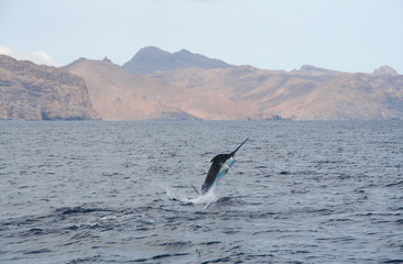 Naklejka premium Blue Marlin vor den Kapverden