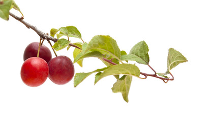 small red plums on branches