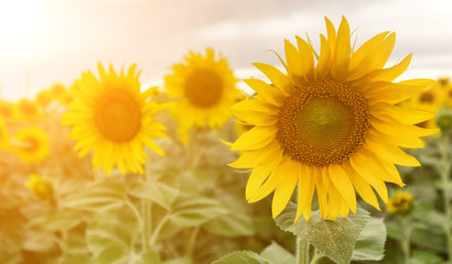 Obraz premium Field of sunflowers . Close up of sunflower against a field on a summer sunny day