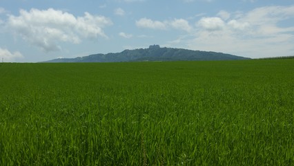 夏の北海道　草原風景