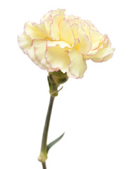 pretty pink  and yellow carnation isolated