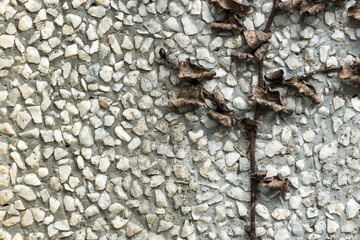 Climbing Plant