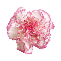 pretty pink carnation isolated