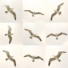 flying seagulls