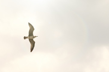 Obraz premium flying seagull