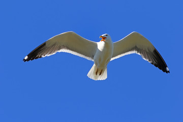 Larus heuglini. Larus heuglini Heuglin''s Gull close up hovering in the sky