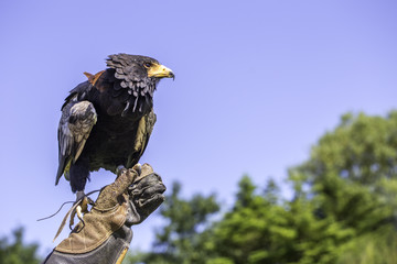 Adler auf der Hand eines Falkners