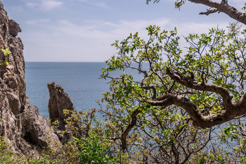 Old tree growing on a mountain slope. Amazing view on black sea near rocks in hot summer. Vacation, summer travel. Rocks in the Black Sea in the New World, the Crimea