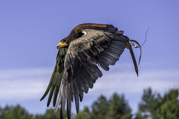 Adler im Flug