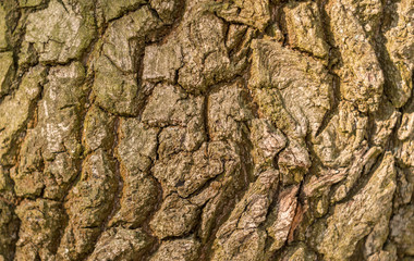 The texture of the tree bark in nature. Old wood tree bark texture with green moss. The background of the wood