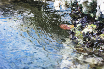 Entacmea - Underwater sea anemone in the sea.