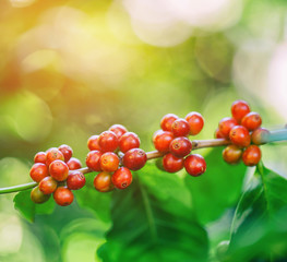 fresh coffee beans on tree with flare light