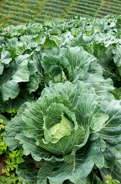cabbage field