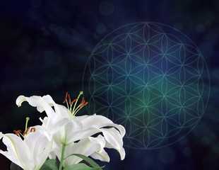 White Lilies and the Flower of Life Symbol Background  -  three white lily heads on left hand side...