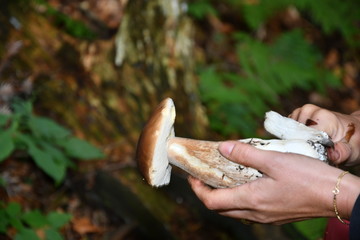 Mushrooming in the forest 
