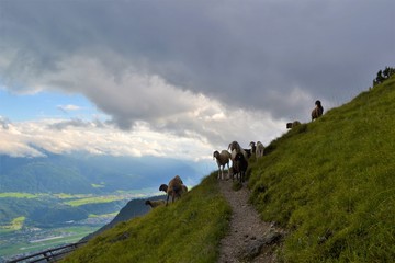 Schafe auf Wiese in den Alpen