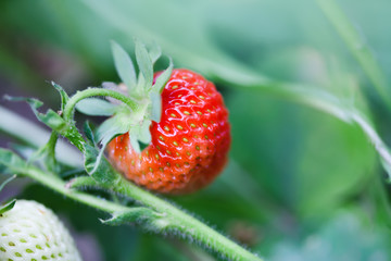 Organic red strawberry growing field. beautiful garden berry macro view. shallow depth of field, soft selective focus