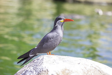 Sehr schön gemusterter Vogel