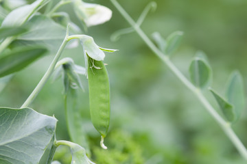 Growing pea pod. Green plants field background. Shallow depth field, selective focus