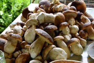 Mushrooming in the forest 