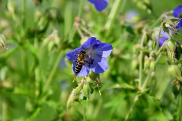 The Bee pollinating on the flower