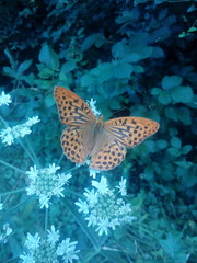 Papillon
