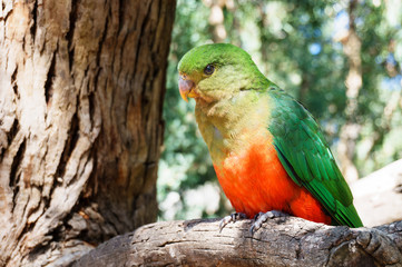 Colorful bird in tree, parrot