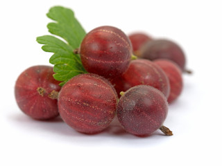 Stachelbeeren, Ribes uva-crispa, Gooseberries