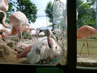 フラミンゴの親子