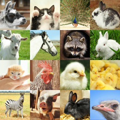 Collage with different cute animals