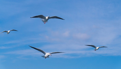 many seagulls flying behind the ship