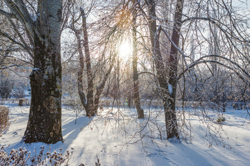 Winter frosty morning