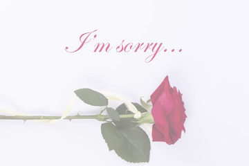 Sorry card with red rose laying on the white clear background