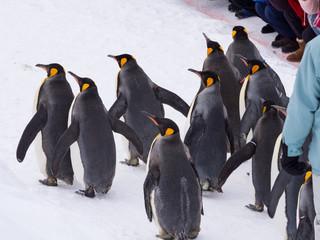Penguin parade in winter shot from the back at asahiyama zoo, Asahikawa, Japan