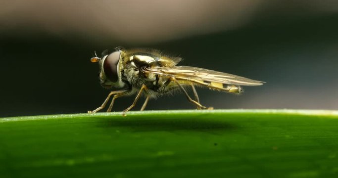 Small Slender Hover Fly Insect Macro - flower flies or syrphid flies