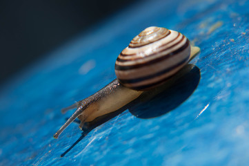 Snail on blue pot