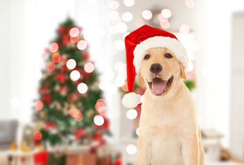 Cute puppy in Santa hat and blurred living room decorated for Christmas on background